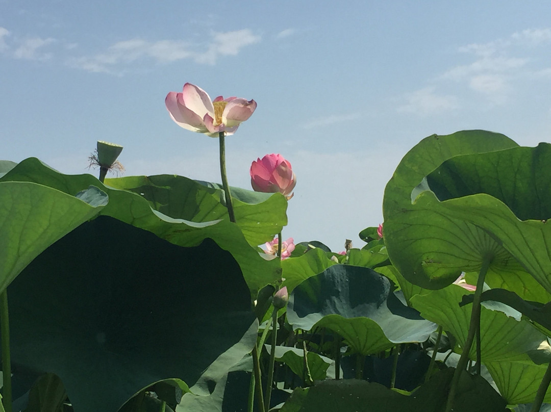 Caspian Sea-阿斯特拉罕必去景点