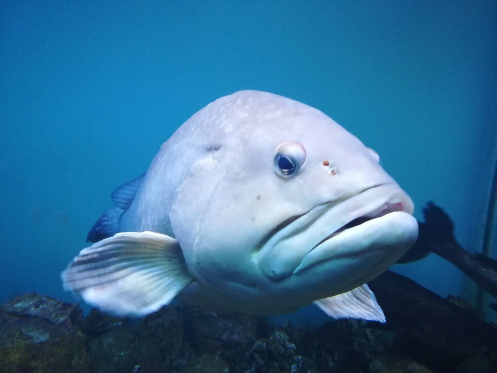 Adriatic aquarium Baška-Baska必去景点
