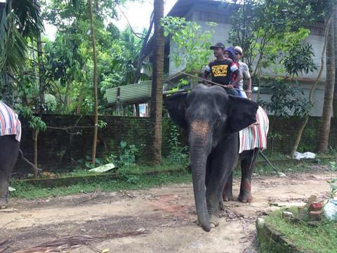 Elephant Show-科克斯巴扎尔必去景点