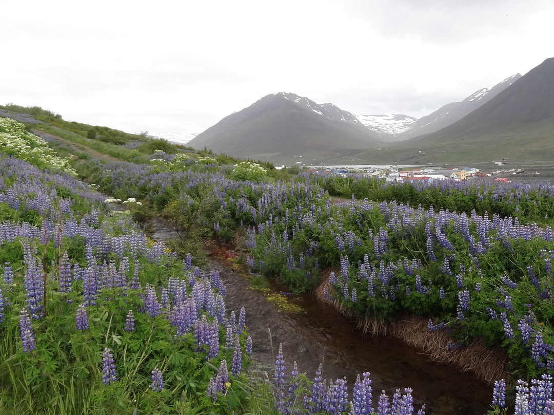 Gistihús Jóa主图