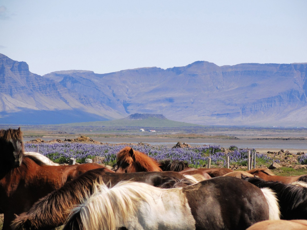 Stori Kalfalaekur-博尔加内斯必去景点