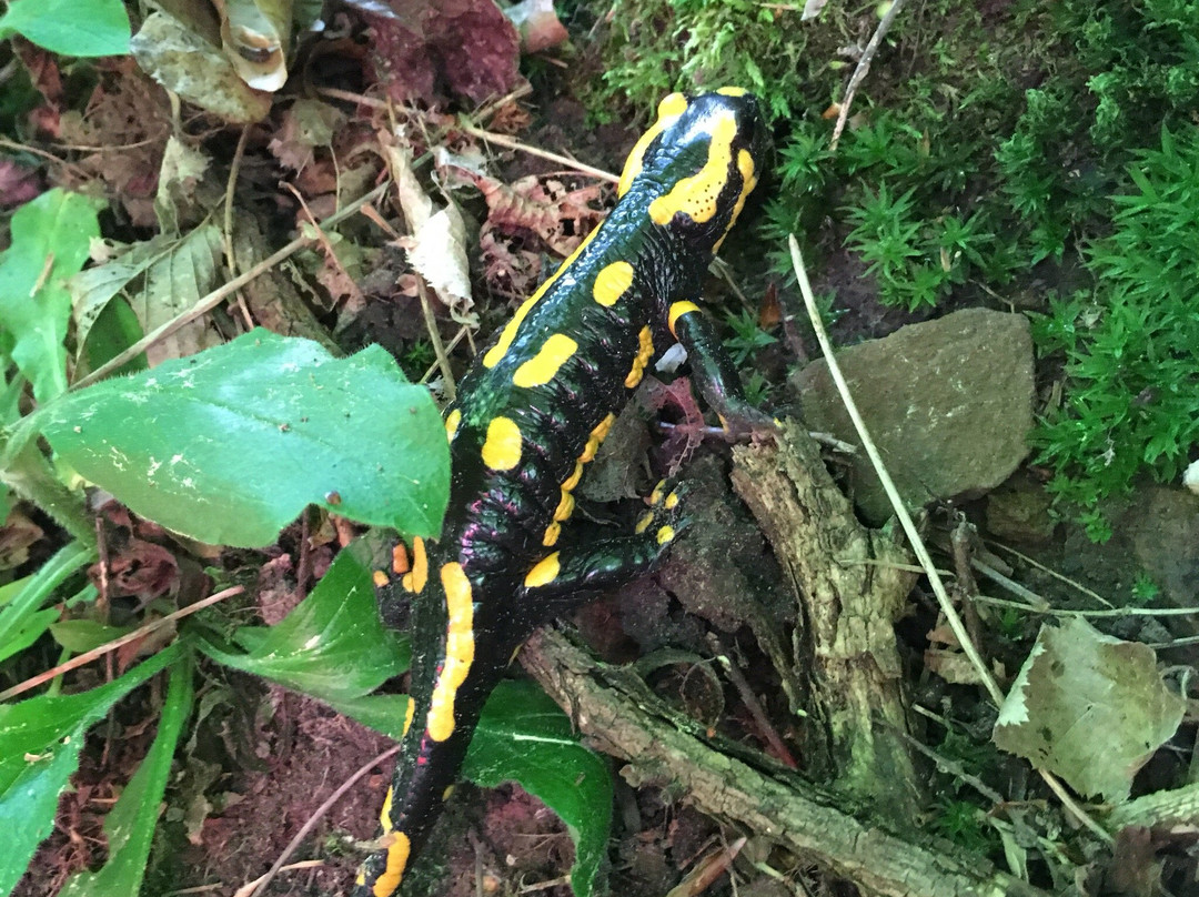 Margarethenschlucht-Neckargerach必去景点