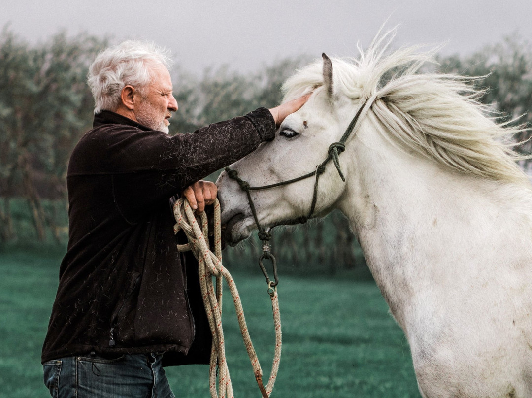 Brunir Horse-阿克雷里必去景点