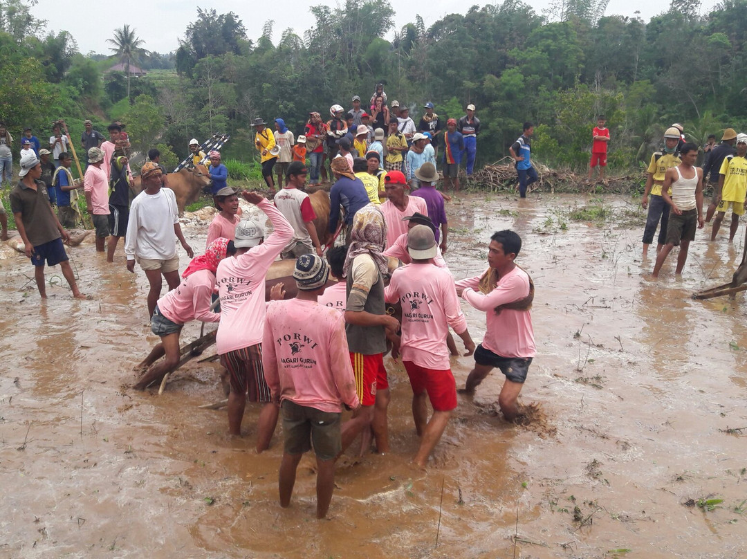 Bull Race Festival-Payakumbuh必去景点