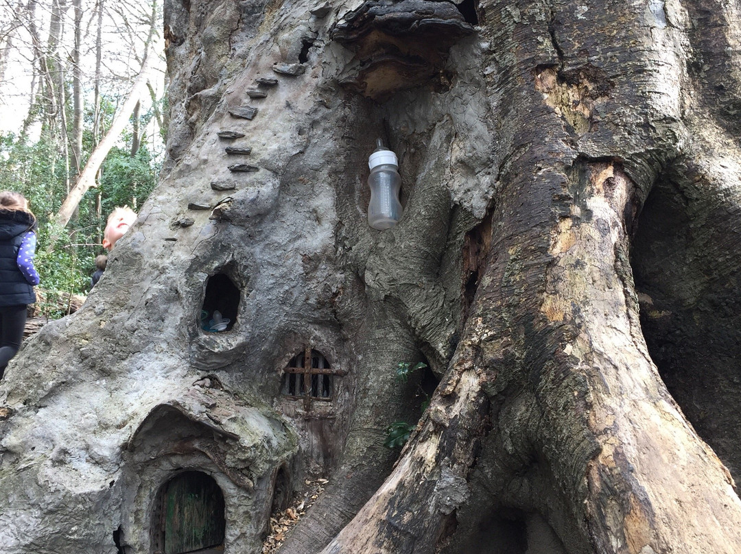 The Fairy Tree, Marlay Park-Rathfarnham必去景点
