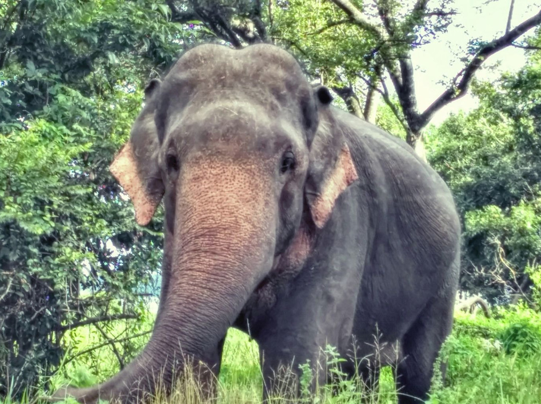 The Nature Safari Sigiriya景点图片