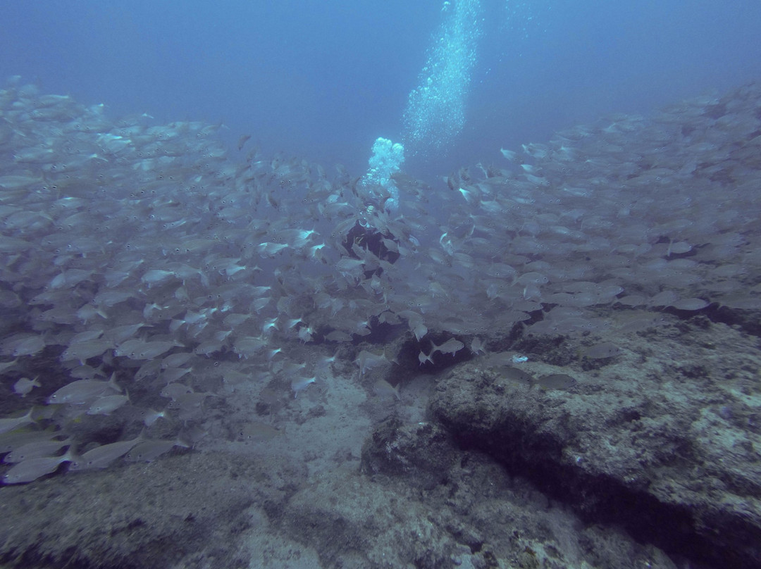 Go Dive Tenerife-Golf del Sur必去景点