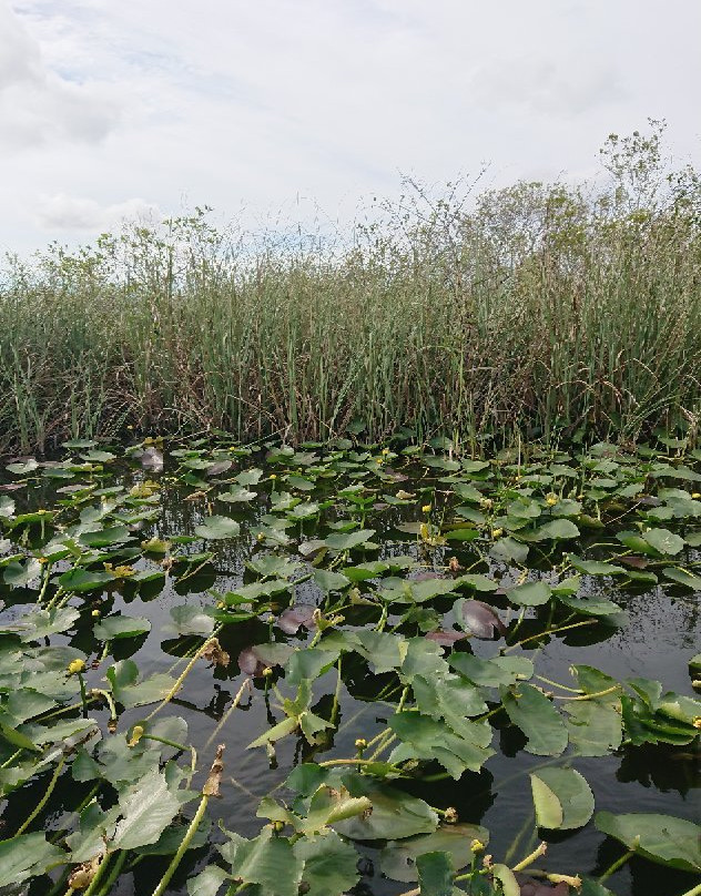 Alligator Tours-哈伦代尔海滩必去景点