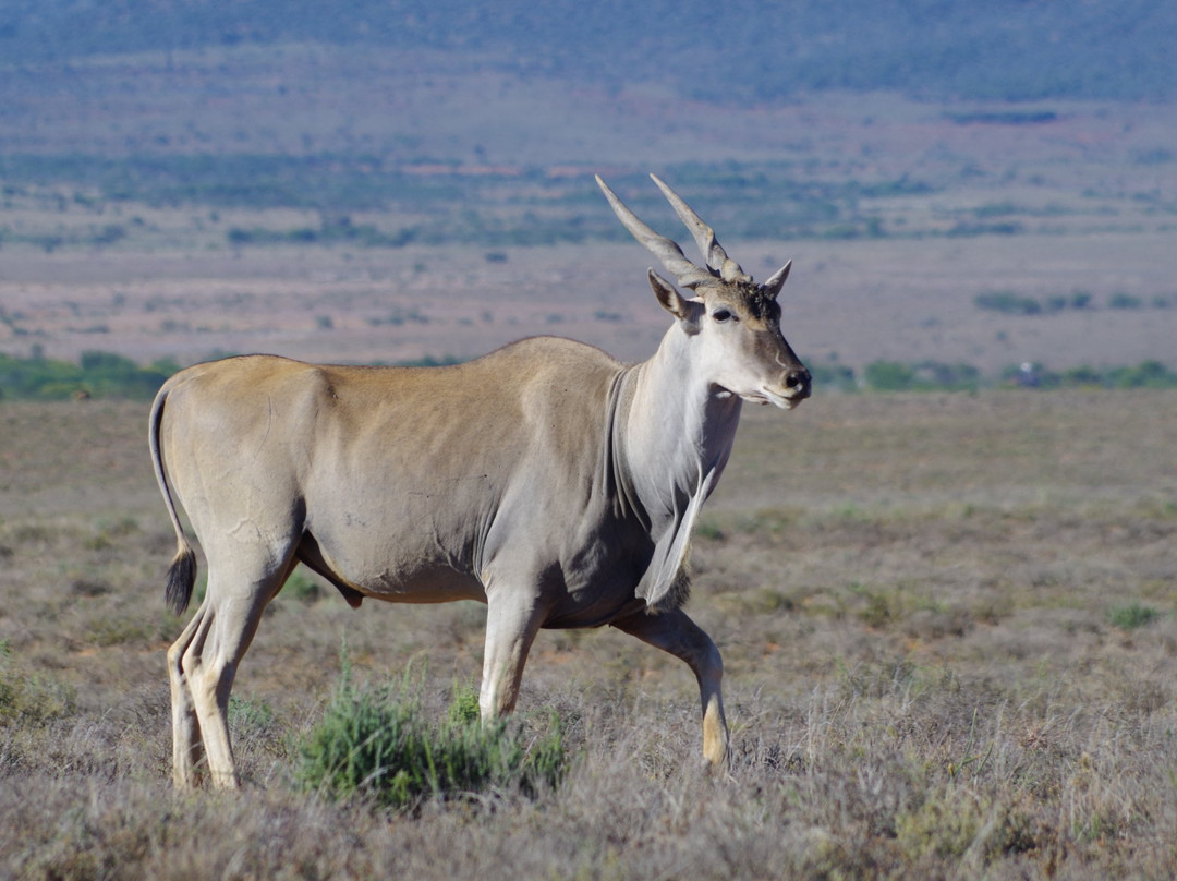 Camdeboo National Park景点图片