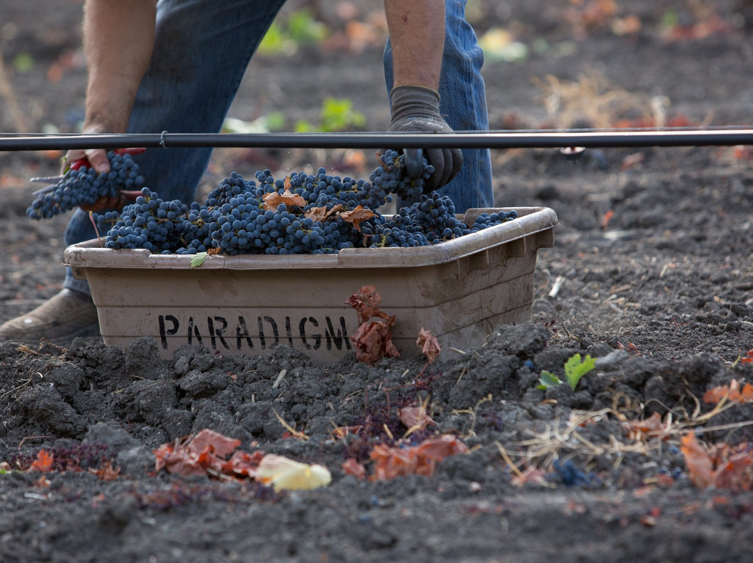 Paradigm Winery景点图片