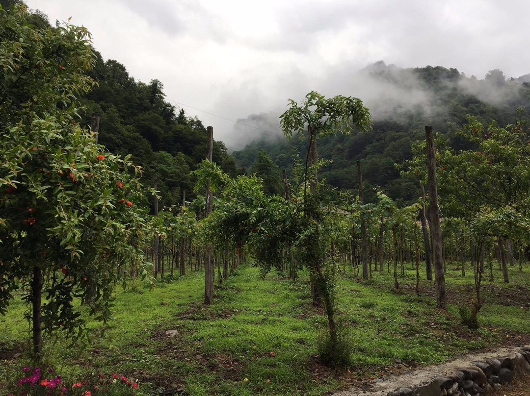 Adjarian Wine House-Khelvachauri必去景点