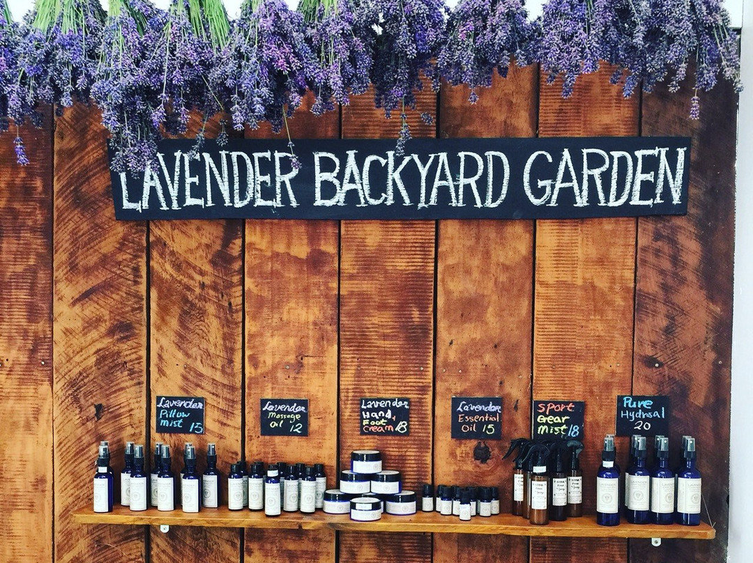 Lavender Backyard Garden景点图片