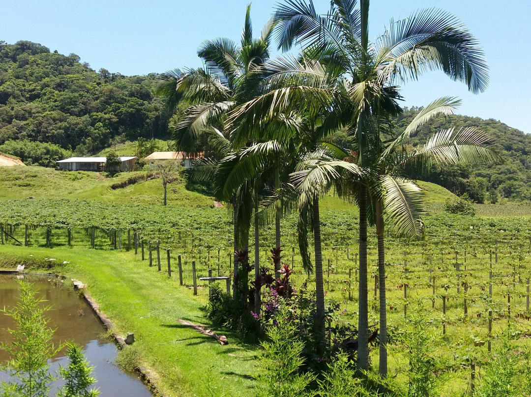 Ascurra旅游攻略图片