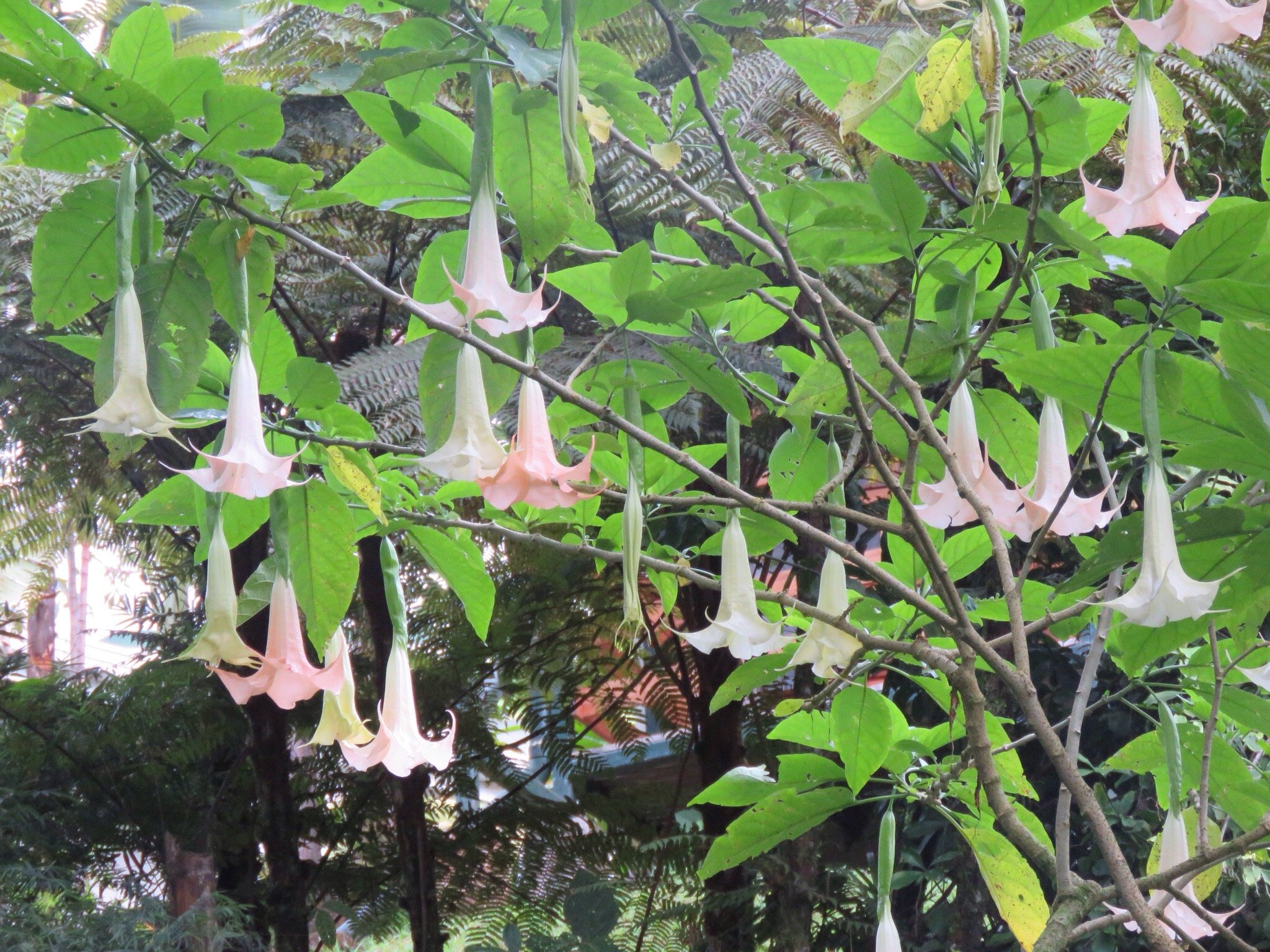 Las Cruces Biological Station-官方