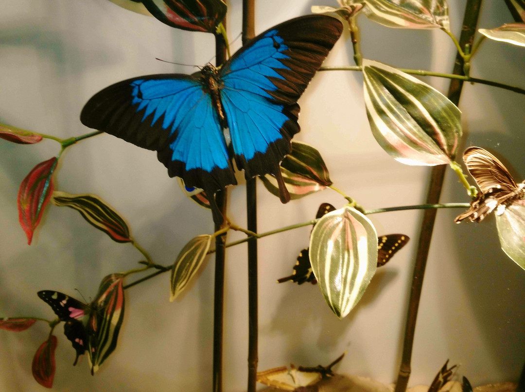 InsectPark景点图片
