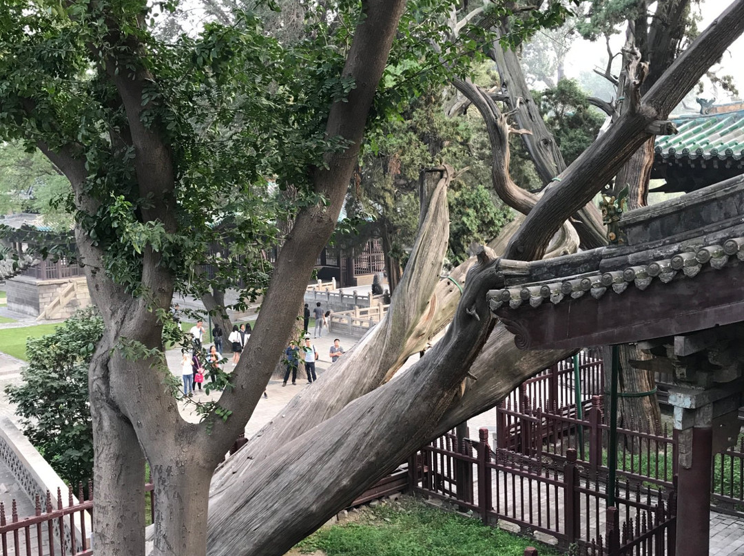 周柏唐槐-太原市必去景点