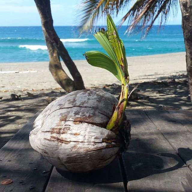 Coconut Revolution 101-圣胡安必去景点