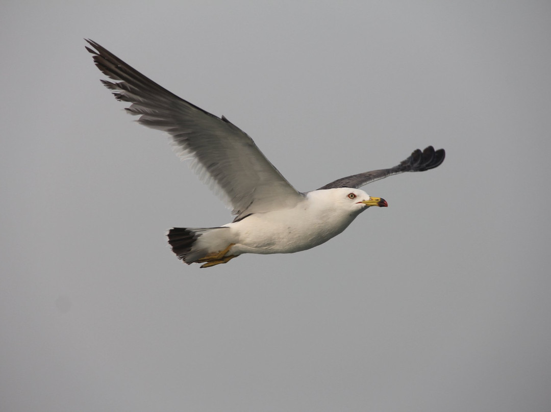 烟台长岛万鸟岛-长岛县必去景点