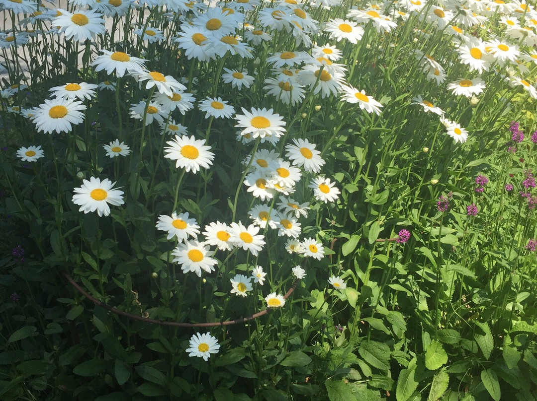 Tanglebank Gardens景点图片