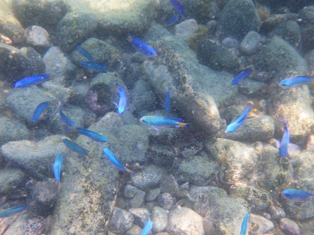 Tagosehama Beach-西伊豆町必去景点
