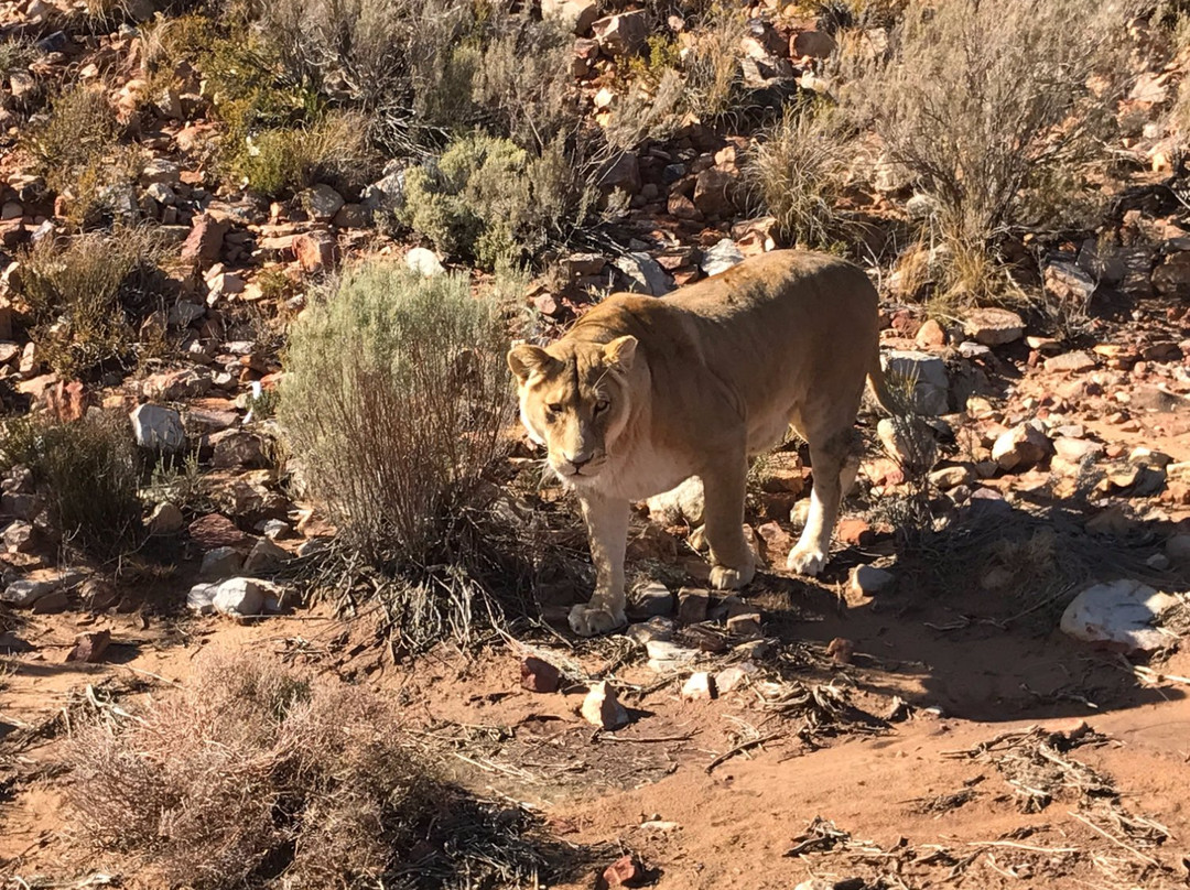 Ronel Cooper Day Tours-鱼角必去景点