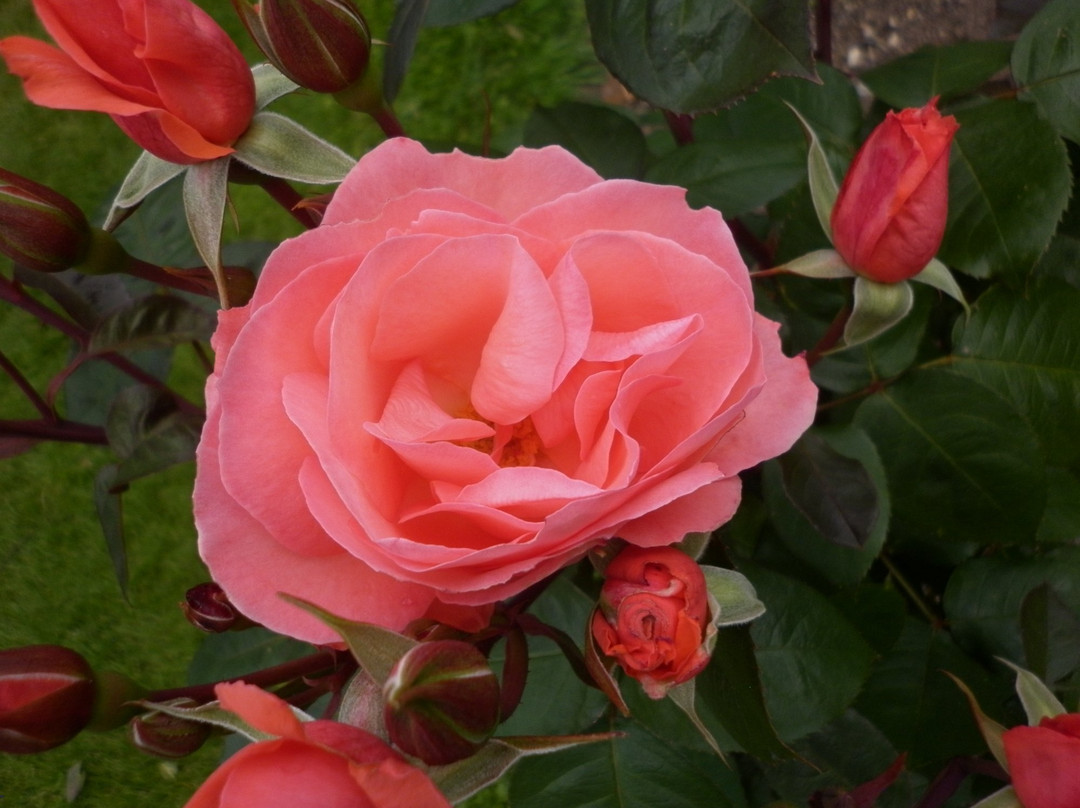 Joan Williamson Rose Garden景点图片
