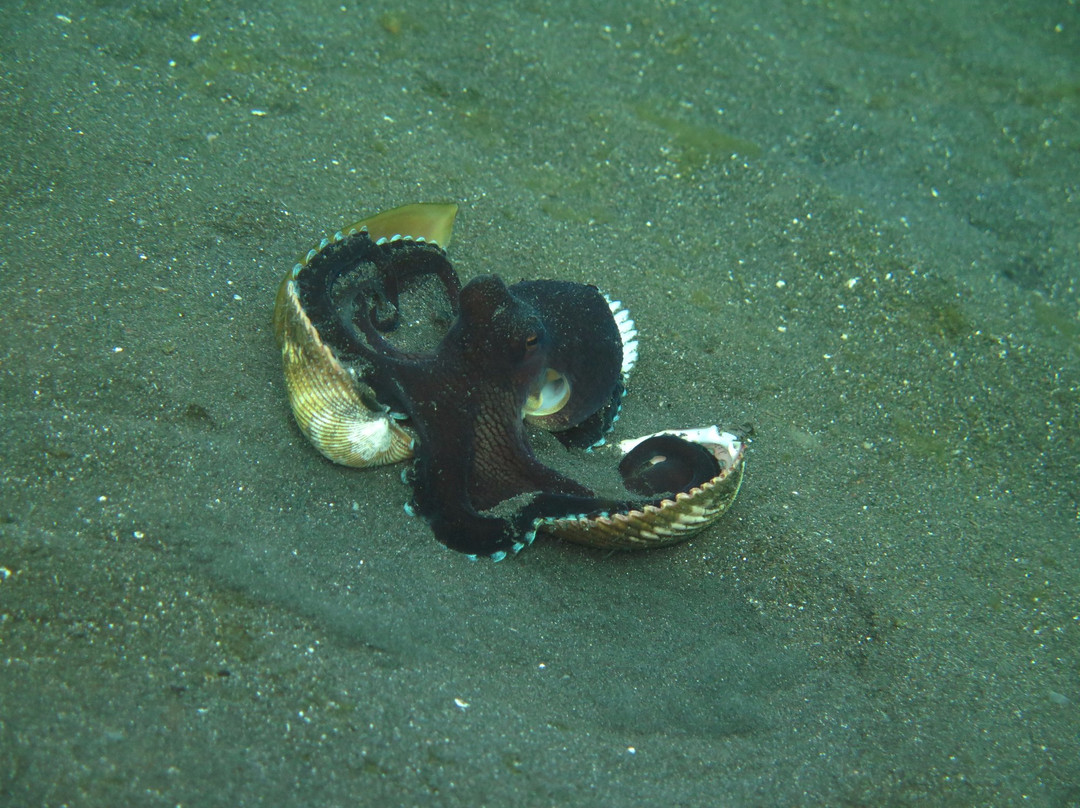 YOS Dive Lembeh - Eco Beach Resort