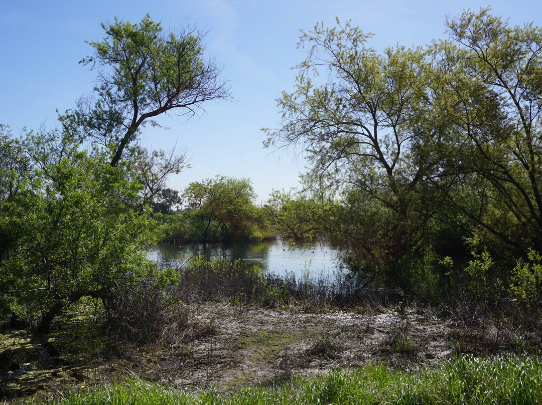Madrona Marsh-托伦斯必去景点