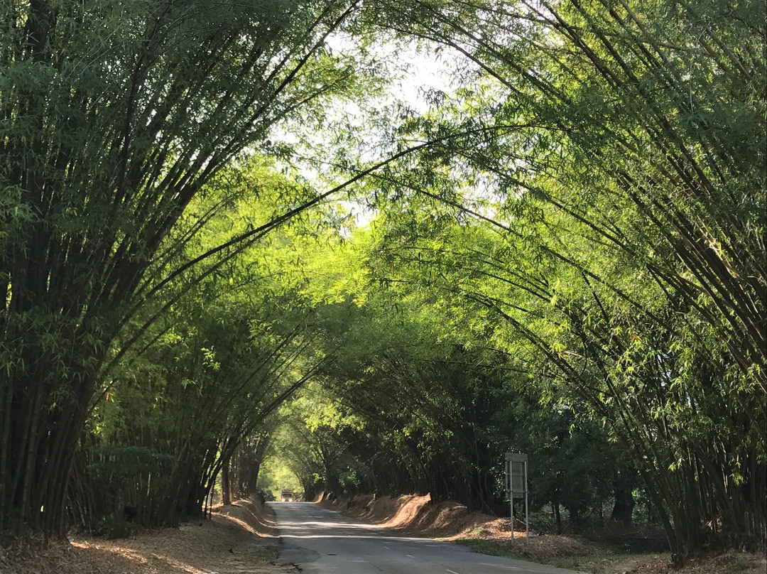 Bamboo Avenue-牙买加必去景点