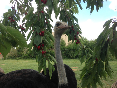 Villiers-Saint-Georges旅游攻略图片