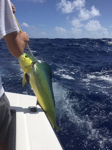 Puerto Rico Sportfishing Charters-多拉多必去景点