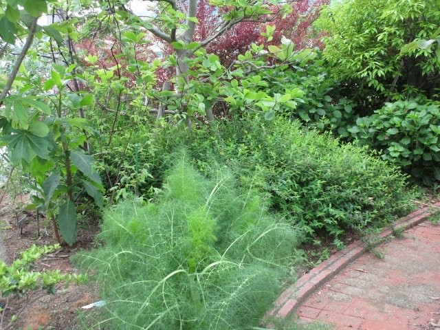 Fukuoka University Herb Garden-福冈市必去景点