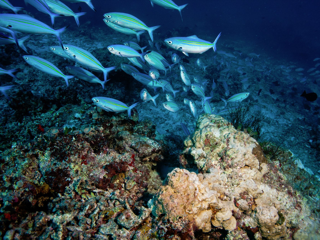 Adventure Diving-Gulhi Island必去景点