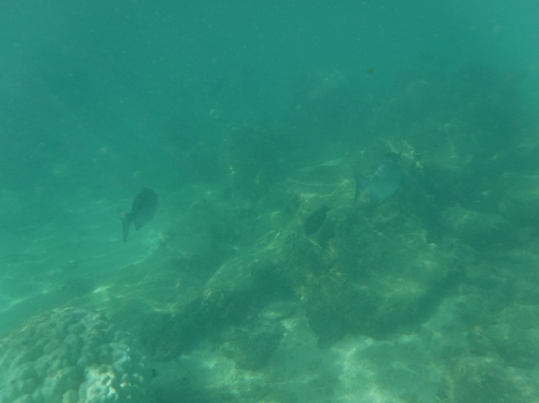 Tikioki Marine Reserve-拉罗汤加必去景点