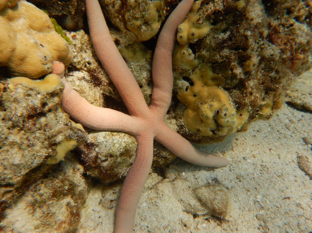 Neptune Scuba Diving-查龙必去景点