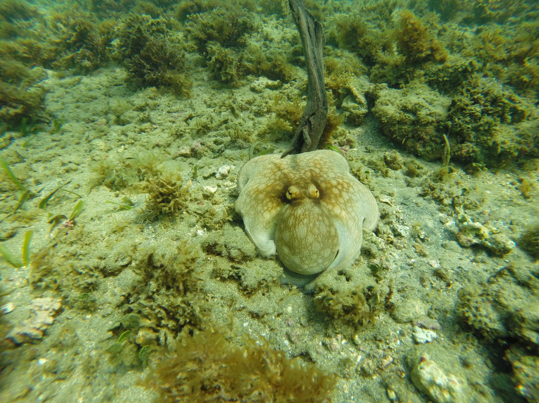 Bad Barts Manzanillo Dive Shop and Adventures景点图片