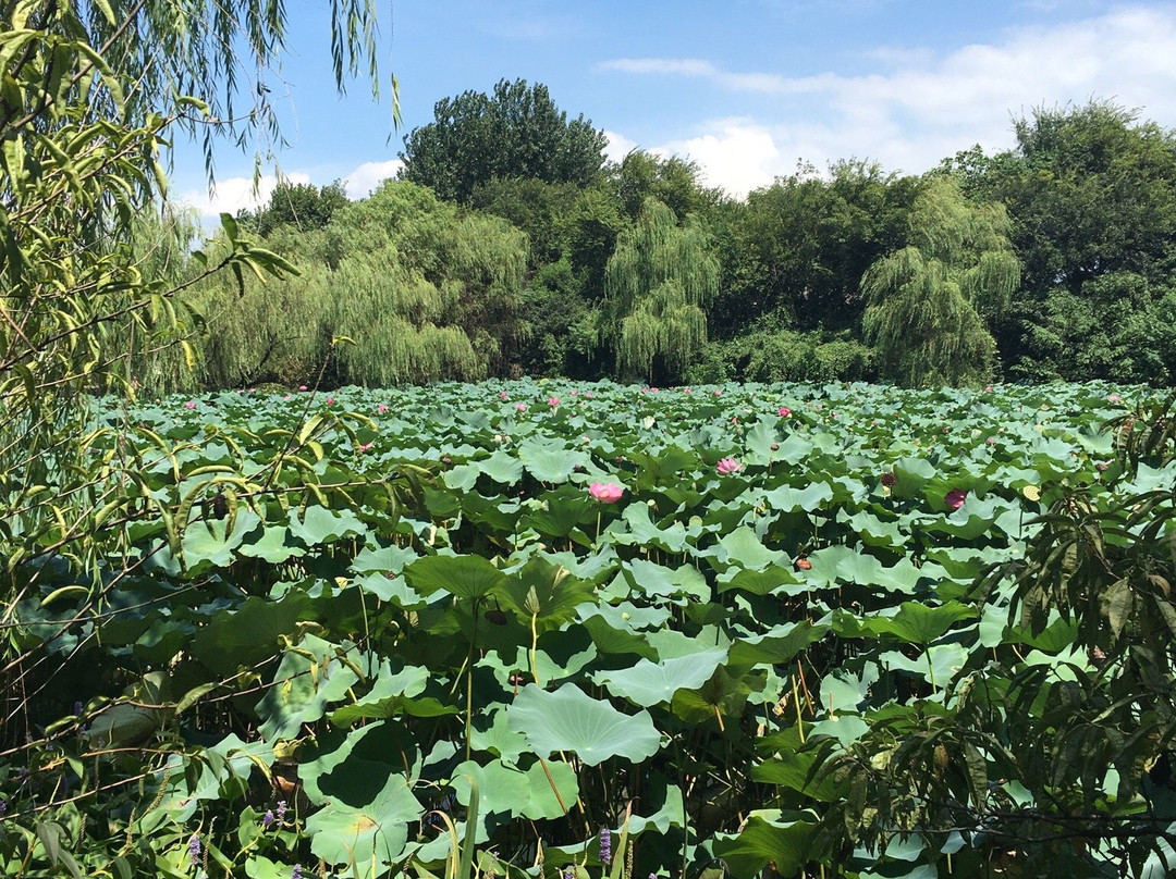 茱萸湾-扬州市必去景点
