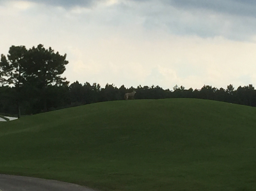 Golf Club at South Hampton-圣奥古斯丁必去景点