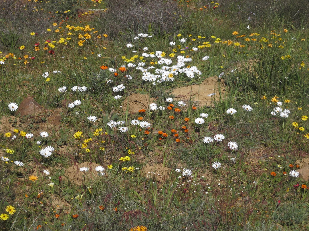 Loeriesfontein餐馆和美食-Matjiesfontein Padstal