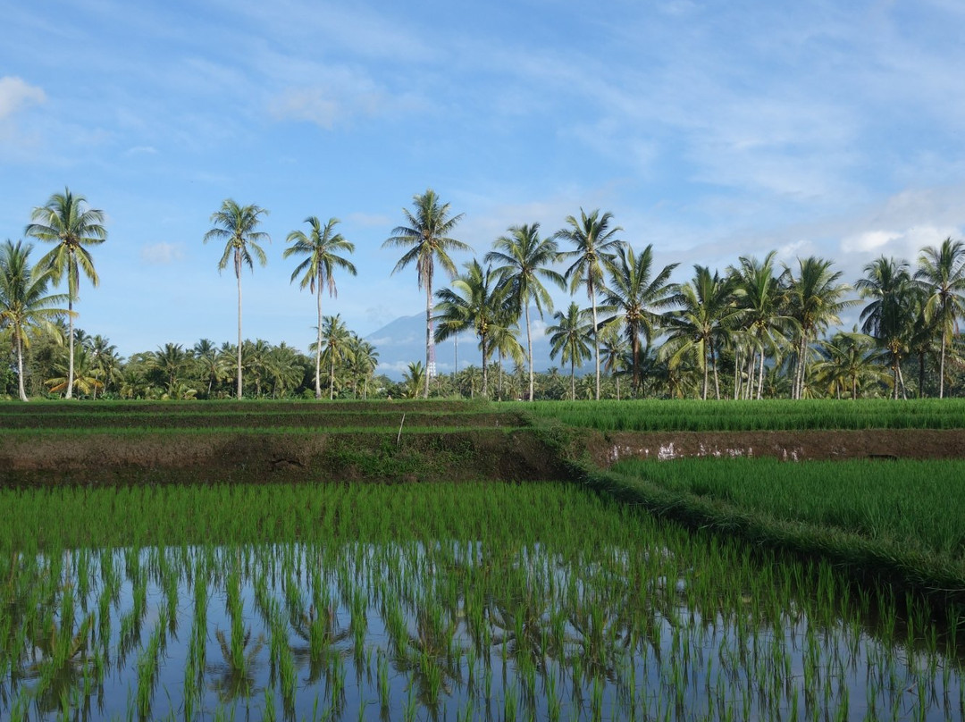Ijen Advisor-巴纽旺宣必去景点