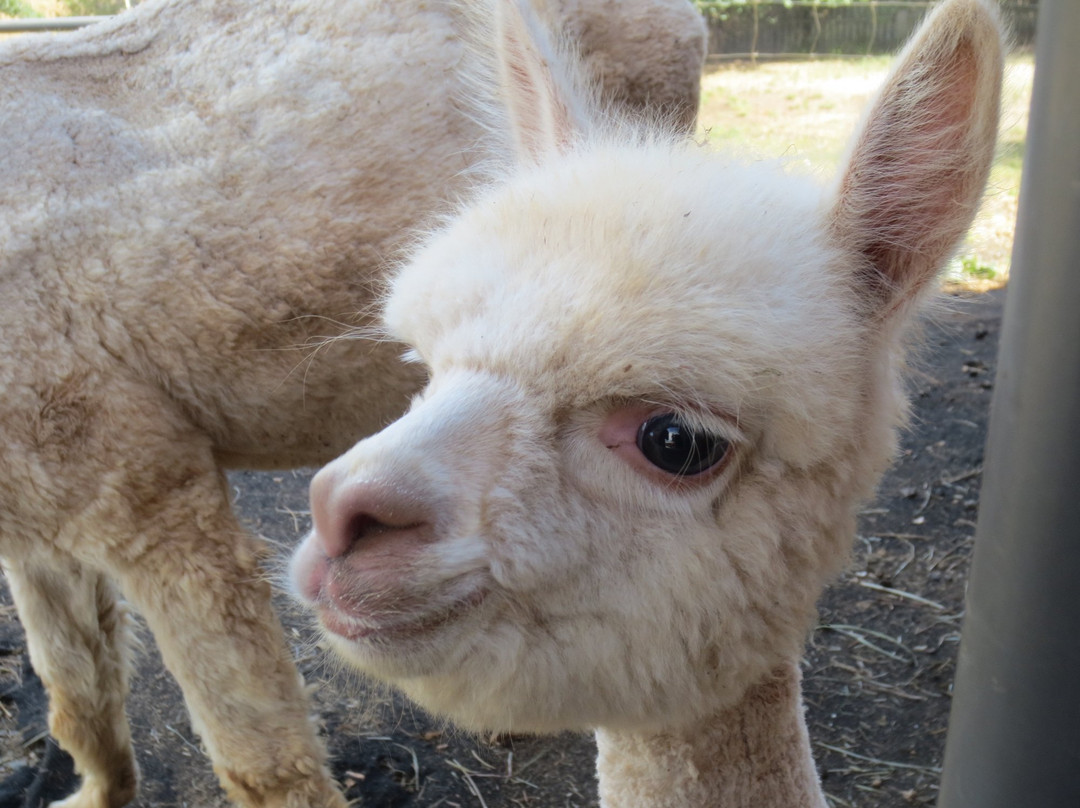 Foothills Yarn and Fiber-胡德里弗必去景点