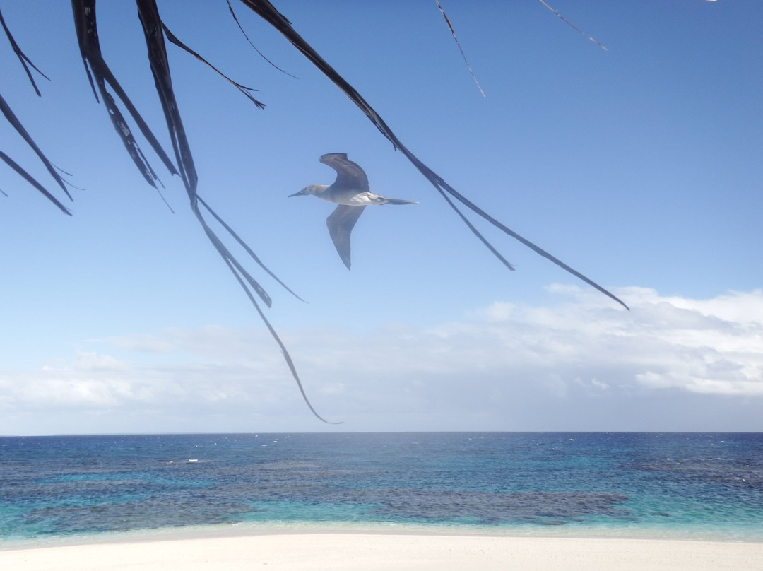 Luahoko Robinson Island-Foa Island必去景点