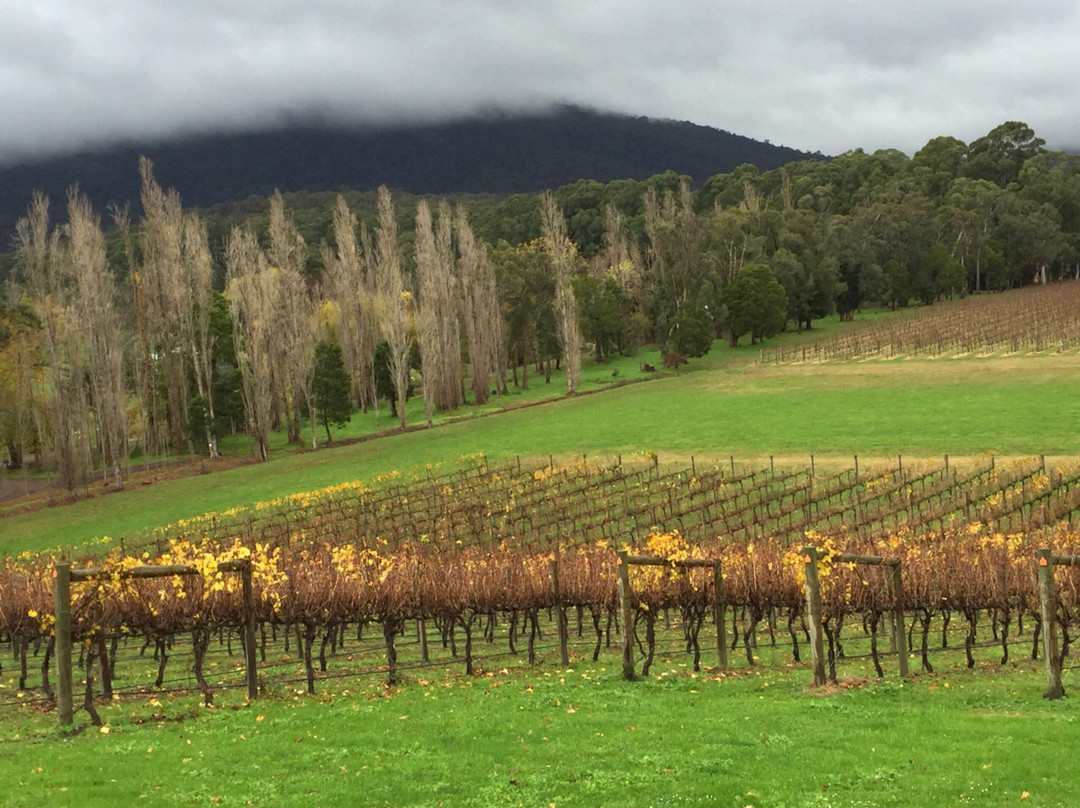 Yarra Valley Winery Tours-Lilydale必去景点