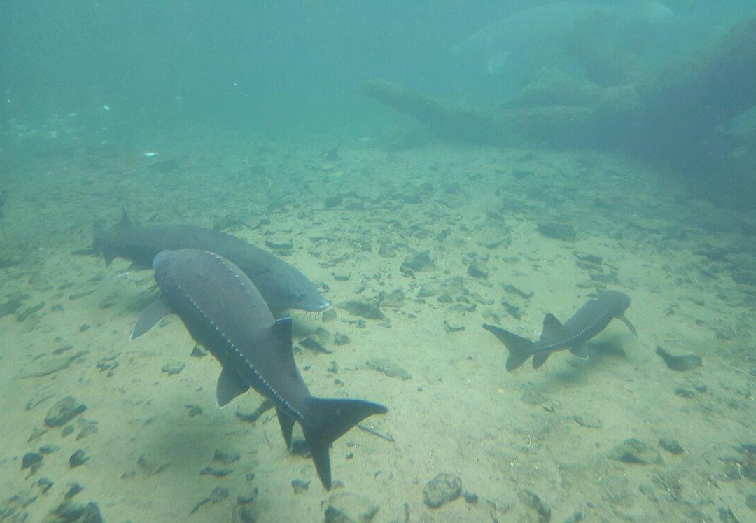 Sturgeon Viewing Pond and Interpretive Center-Cascade Locks必去景点