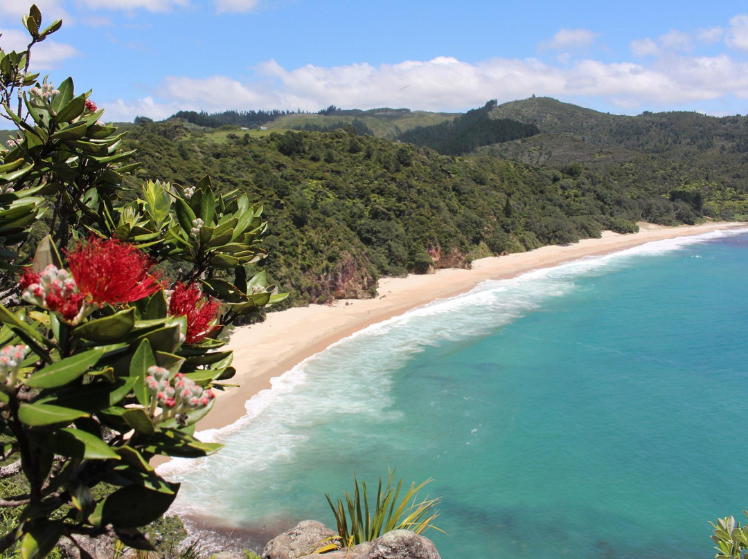 Whangapoua旅游攻略图片