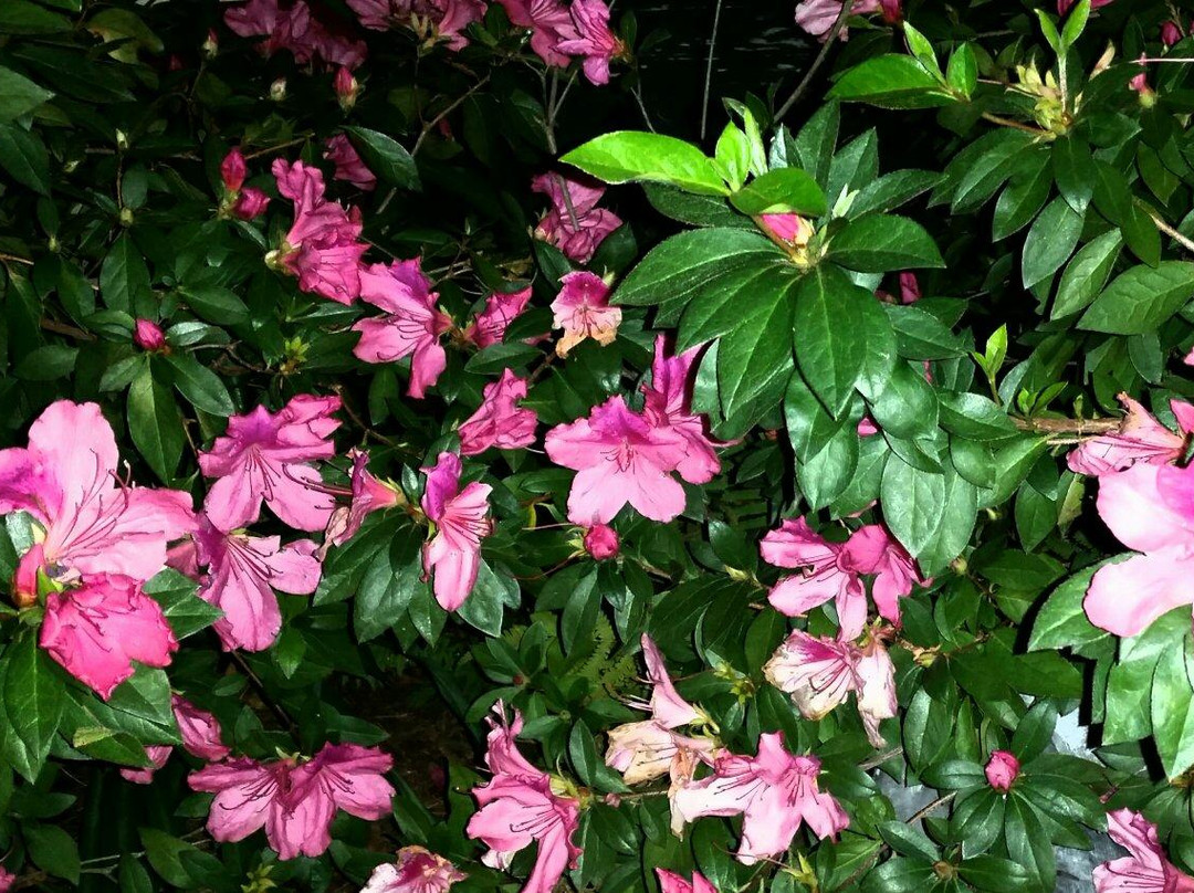 Aunt Ruby's Bed and Breakfast主图