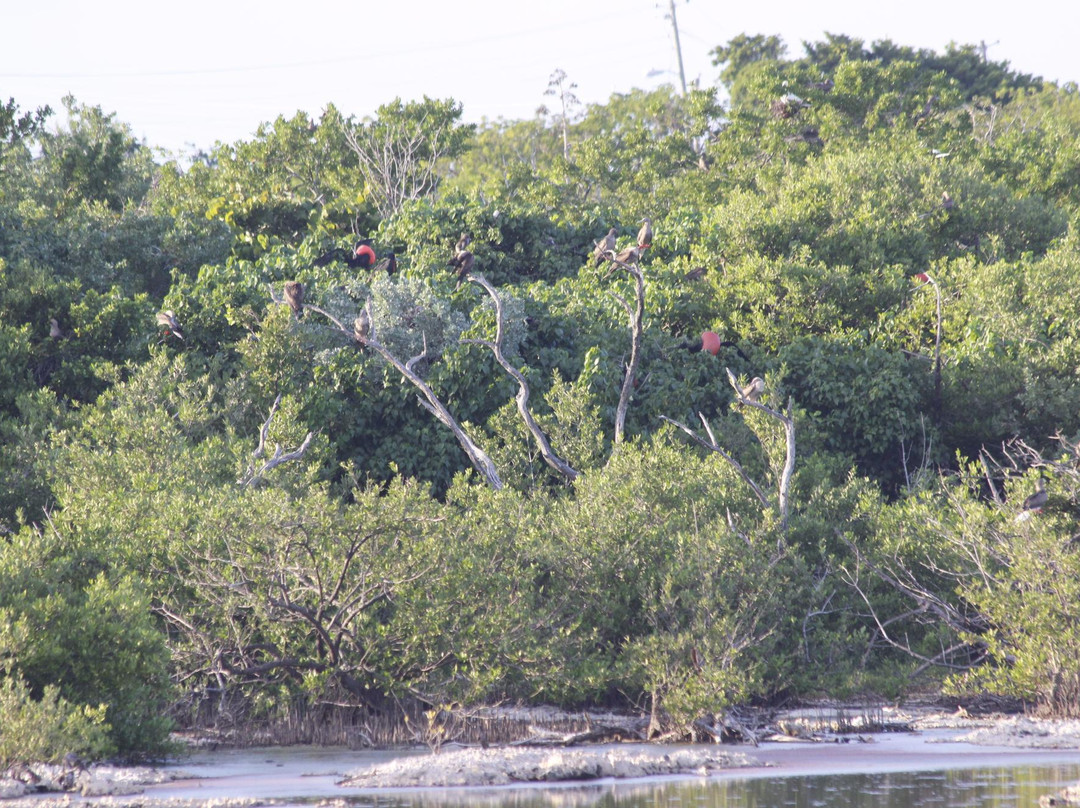 Booby Pond Nature Reserve-Little Cayman必去景点