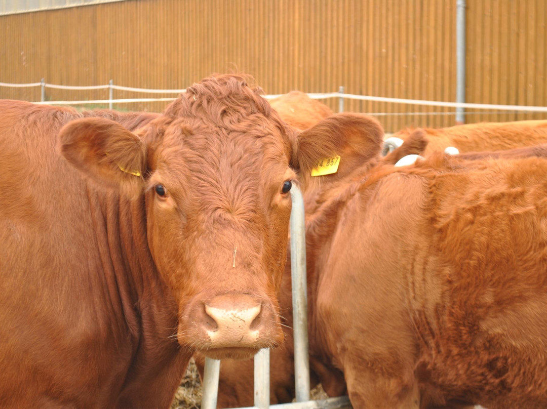 Landgasthof Hotel Brauerei Rittmayer主图