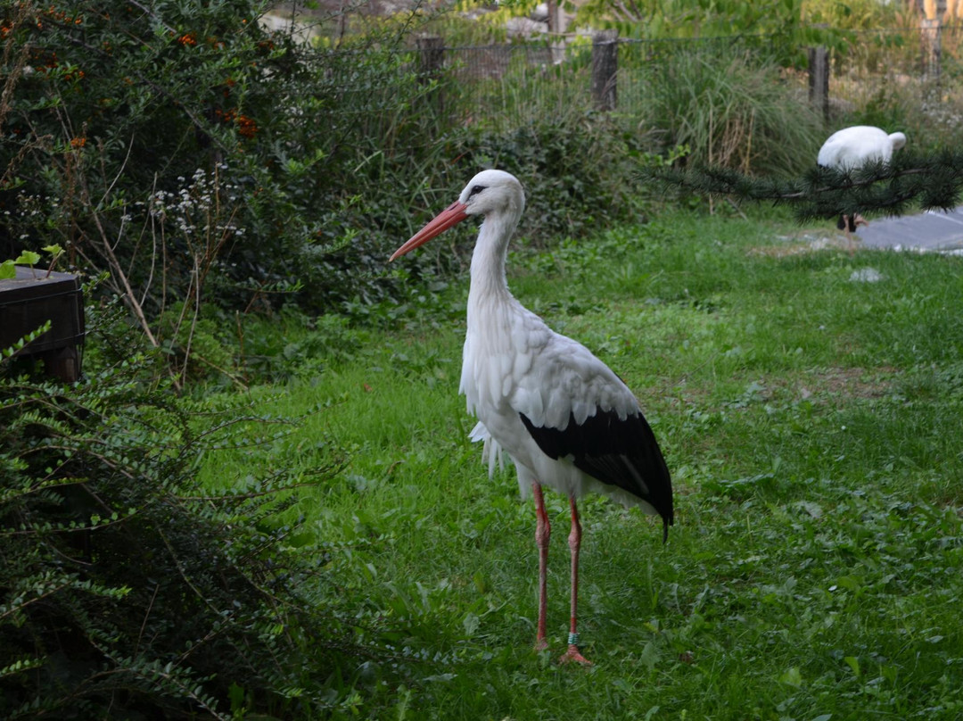 Show Zoo景点图片