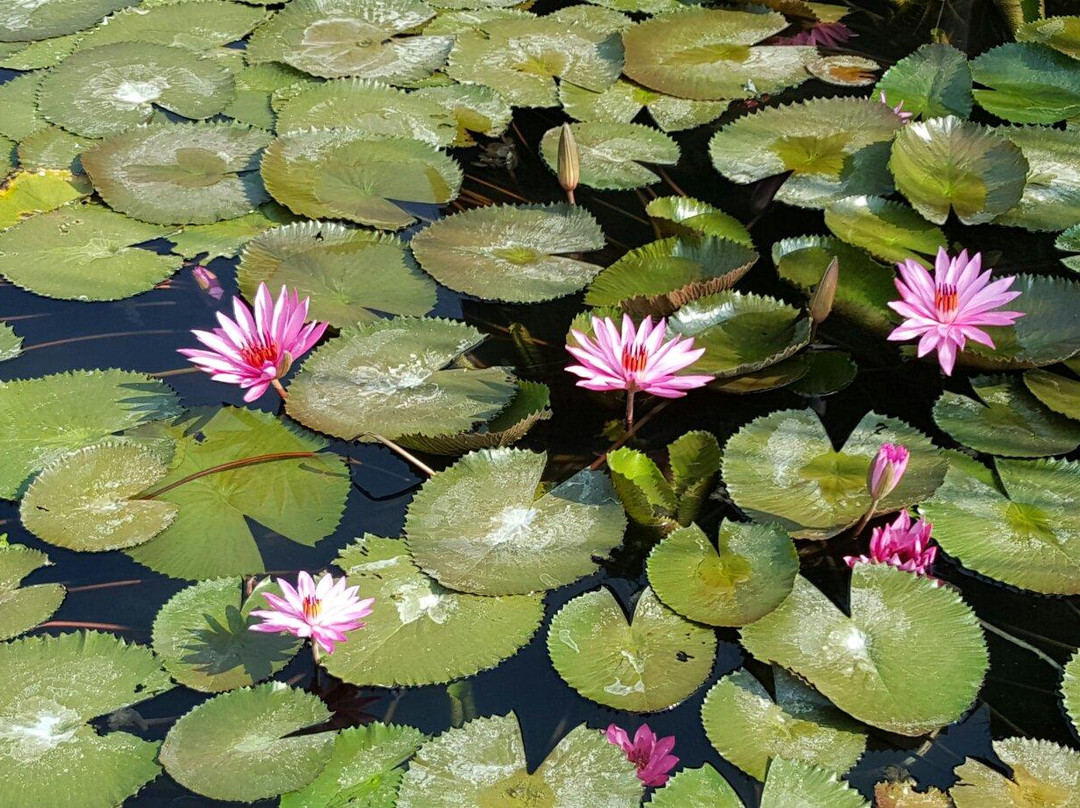Cipanas Garut Hot Springs景点图片